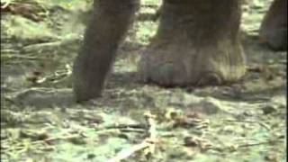 African elephant video Loxodonta africana 11 [upl. by Dagney]