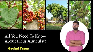 Ficus Auriculata  All you Need To Know FIG PLANT GULAR ANJEER  By Govind Tomar Dr Tom [upl. by Eldwin]