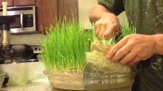 Hydroponic Grown Wheatgrass [upl. by Atin407]