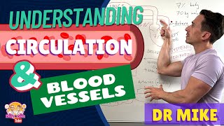 Understanding Circulation and Blood Vessels [upl. by Lednik]