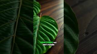 Kratom a jeho odrůdy [upl. by Nigam]