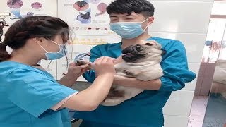 Dramatic Pug Dog Scream At Vet While Getting Nails Clipped Part 2 [upl. by Asiel]