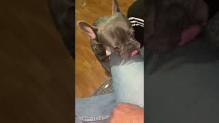 Cuddly dog ​​bulldog very sweet dog 🐶 and has special furdog youtubeshorts shorts kesfet [upl. by Berey]