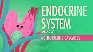 Endocrine System Part 2  Hormone Cascades Crash Course Anatomy amp Physiology 24 [upl. by Peyton]