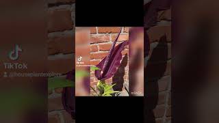 2 types of corpseflowers Dracunculus vulgaris and Typhonium venosum Sauromatum venosum [upl. by Mahla]