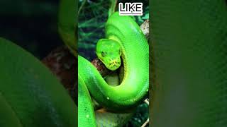 Worlds most Dangerous Snakes facts entertainment animalfacts information wildlifesnake [upl. by Gwyn113]