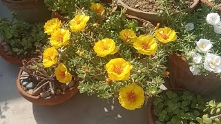 moss rose portulaca grandiflora plant care REHMAT FLOWERS [upl. by Eatnhoj]