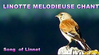 LINOTTE MELODIEUSE  Chant  singing Linnet [upl. by Oalsecnew475]