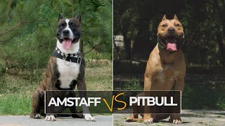 American Staffordshire Terrier vs American Pitbull Terrier What’s The Difference [upl. by Lleral532]