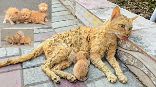 A man helped a dying cat and her kittens You wont believe what happened next [upl. by Nyliret]