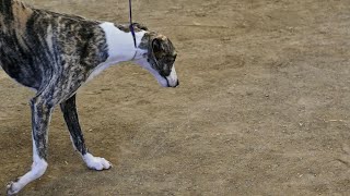 Training Your Whippet to Respect Small Animals [upl. by Faline]