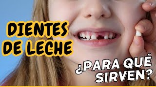 Dientes de leche ¿Para qué sirven 🦷 [upl. by Derby553]