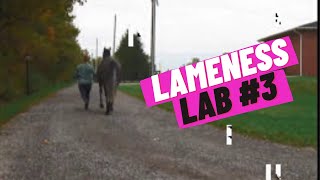 Lameness Lab 3 Is this horse lame Training your eye to see lameness By Equine Guelph [upl. by Nuawad878]