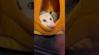 Gladys vs palmetto bug wildlife 2023 cute bug animals rescue eating food possum opossum [upl. by Tesler]