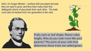 Did You Know Mendels Peas Changed Genetics Forever [upl. by Etz]