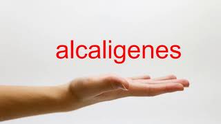 How to Pronounce alcaligenes  American English [upl. by Yhpos874]