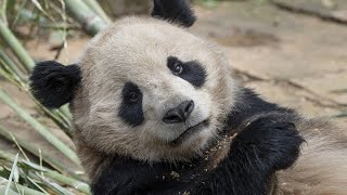 Chinese dignitaries say farewell to panda pair coming to San Diego Zoo [upl. by Edualc]