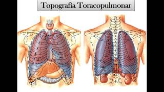 Pulmón [upl. by Anazraf]