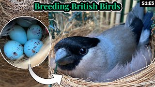 Weaned Chicks amp BULLFINCH EGGS  Breeding British Birds S1E5 [upl. by Eimorej]