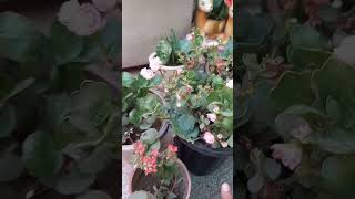 Kalanchoe plant care part 2 gardening plantcare plantbased gardenlife shortvideo [upl. by Ahsaek]