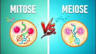 Mitose vs Meiose Comparação Lado a Lado WikiHow8 [upl. by Airotahs]