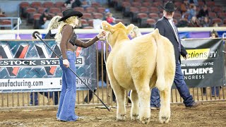 Competing with my prospect steer at a major cattle show OKC Cattlemen’s Congress [upl. by Daniel]