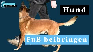 Hund Fuß beibringen [upl. by Hcra]