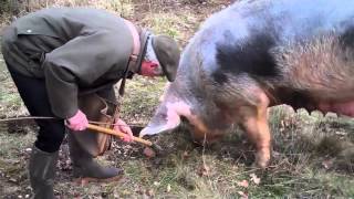 Princesse Nini au travail en ses terres à truffes de MareuilsurBelle 24 [upl. by Auqinahc]