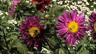 Purple Aster Flowers [upl. by Pip482]