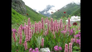 VALLEY OF FLOWERS UTTARAKHAND [upl. by Adnim]