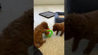 We Found THE BEST Toys for Goldendoodle Puppies [upl. by Neenahs]