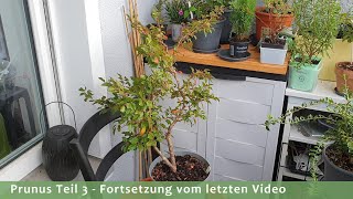 Prunus incisa und Prunus cistena im Oktober 2023 [upl. by Huebner]