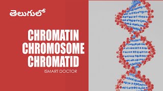 Chromatin Chromosome Chromatid in Telugu  Cell Biology [upl. by Egroeg]