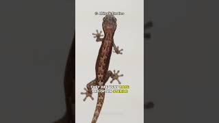 This Gecko Can Reproduce A Without Male [upl. by Athalia]