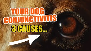 👀¿What CAUSES CONJUNCTIVITIS in Dogs 🐶3 Main Reasons [upl. by Cassy148]