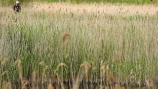 Listen to rare little bittern barking at RSPB Lakenheath Fen [upl. by Airbma]