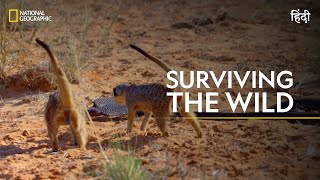 Surviving the Wild  Africa’s Deadliest  हिन्दी  Nat Geo Wild [upl. by Nylitsirk]