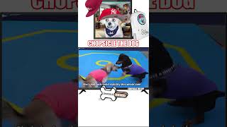 Wiener Dogs Wrestling in the Olympics Paris 2024 Reaction [upl. by Nallek]