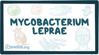 Mycobacterium leprae  an Osmosis Preview [upl. by Asilef883]