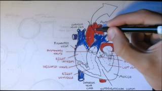 Cardiovascular System Anatomy [upl. by Meg]