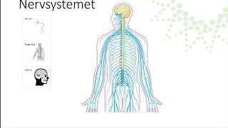 Nervsystemet [upl. by Disraeli]