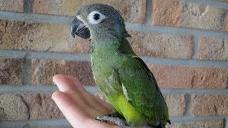 BabyVogels Aratinga Weddeli [upl. by Tony]