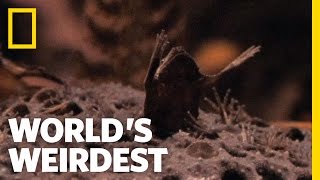 Baby Toads Born from Moms Back  Worlds Weirdest [upl. by Tnarb577]