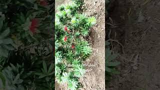 Callistemon Little John Rincebouteilles Myrtaceaeplants plantslover africa [upl. by Joly]