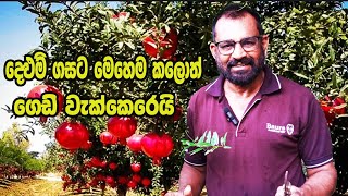 දෙලුම් ගහට මෙහෙම කලොත්  AgriView61 [upl. by Ainafetse]