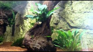 Rasbora breeding and eating eggs harlequin [upl. by Crispa]