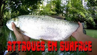 ASPES DE SEPTEMBRE AU WHOPPER PLOPPER [upl. by Tnomyar815]