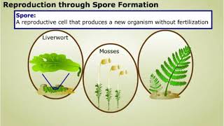 Spore formation and Apomixis [upl. by Grannie]