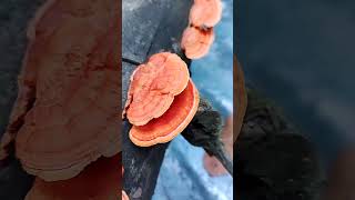 Orange Mushrooms  Fungi Pycnoporus coccineusOrange Mushrooms daliy creativity [upl. by Gahan]