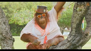 Animalia Orangutan Rambo models some fresh styles [upl. by Elyrad]